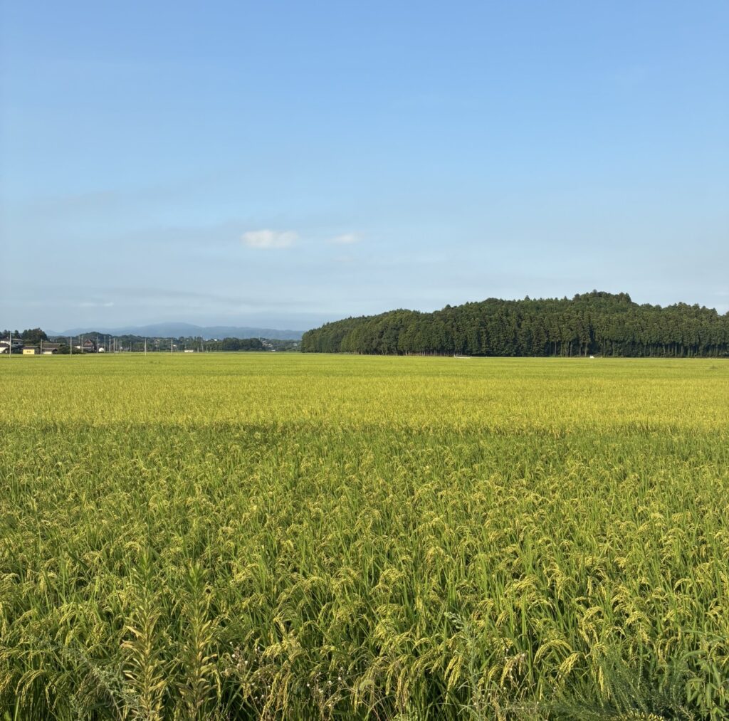 常陸太田田んぼ