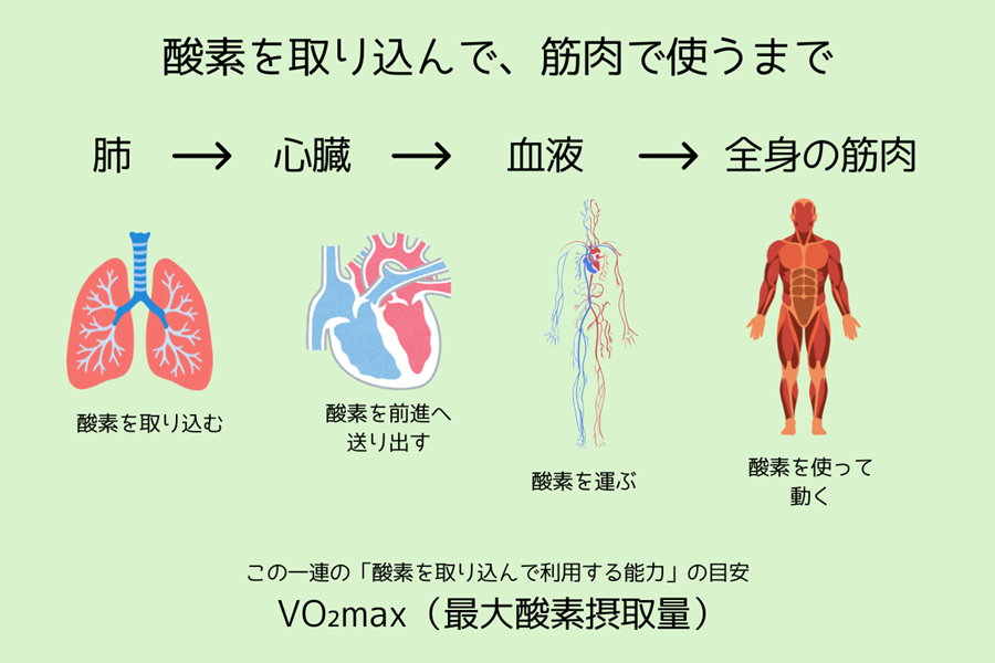vo2max
